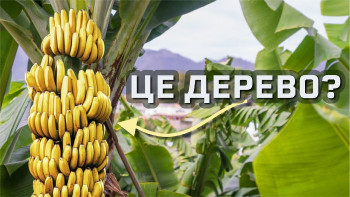 Що ж таке дерево?