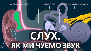 Слух. Як ми чуємо звук