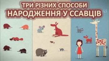 Три різних способи народження у ссавців