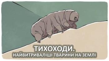 Тихоходи – найвитриваліші тварини на землі