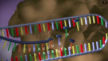 Від ДНК до білків