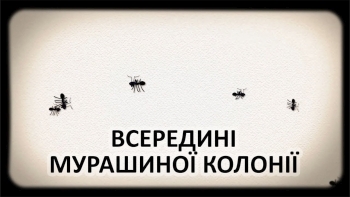Всередині мурашиної колонії