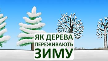 Як дерева переживають зиму