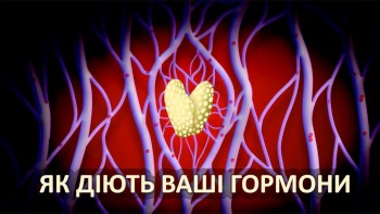 Як діють ваші гормони