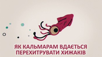 Як кальмарам вдається перехитрувати хижаків