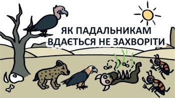 Як падальникам вдається не захворіти