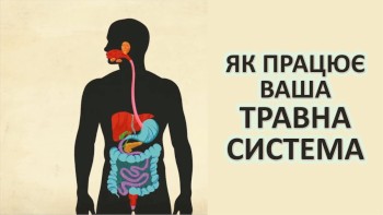 Як працює ваша травна система
