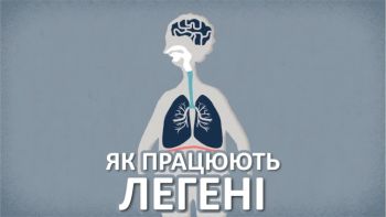 Як працюють легені