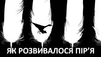 Як розвивалося пір'я