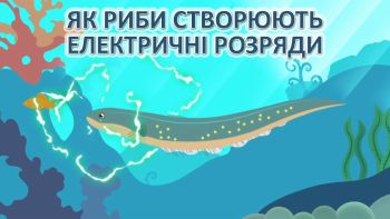 Як риби створюють електричні розряди