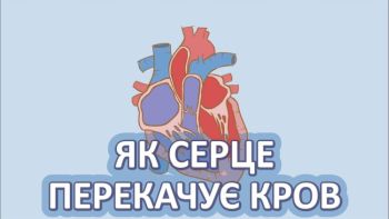 Як серце перекачує кров