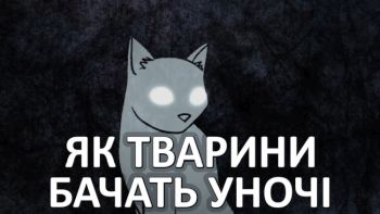 Як тварини бачать уночі