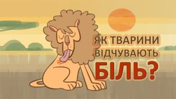 Як тварини відчувають біль