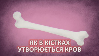 Як в кістках утворюється кров