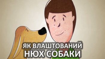 Як влаштований нюх собаки