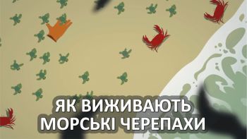 Як виживають морські черепахи
