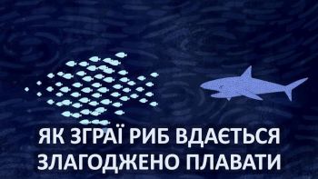 Як зграї риб вдається злагоджено плавати